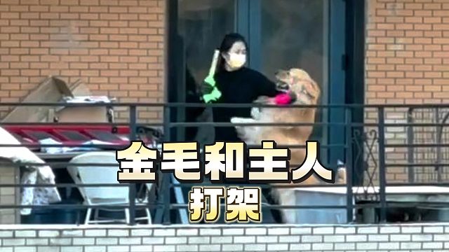 金毛和主人打架，不是说这家伙温顺吗？