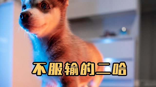 二哈：我绝不允许有人声音比我大！