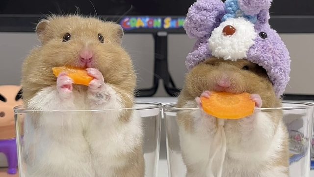 妈！三次了阿三次！！