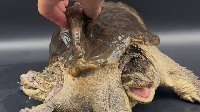 话说同比例放大的话，迪迦打的过它吗