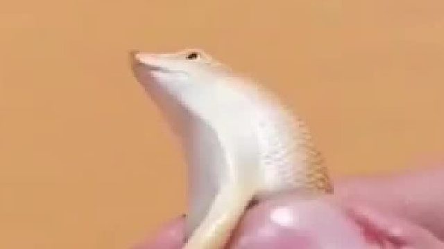沙漠中最奇怪的动物之一，会游泳的沙鱼蜥