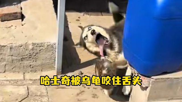 哈士奇挑逗乌龟被咬住舌头，痛到嗷嗷叫