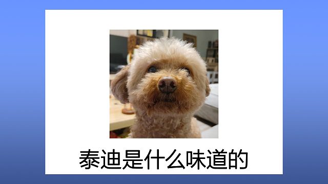 泰迪身上有什么味道？看看你家是哪种