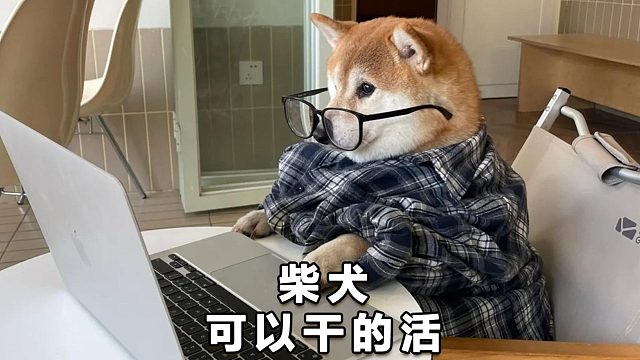 柴犬可以干些什么工作呢？这些都很不错！