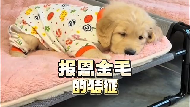 来报恩的金毛，通常会有什么表现？