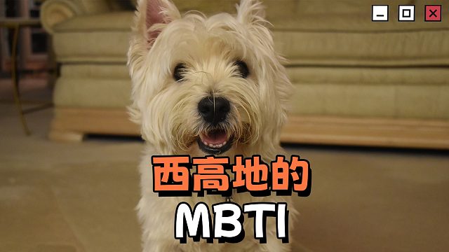 西高地的mbti，结果真的很符合！