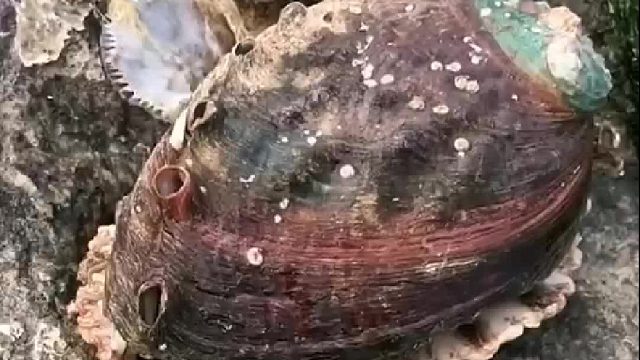 户外赶海抓海鲜