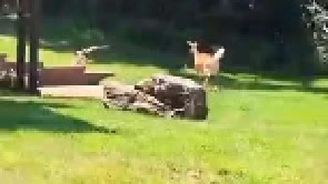 郊狼捕食小鹿｜遭到母鹿反击