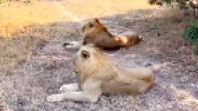 雄狮无视鬣狗的存在
