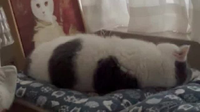 6岁低能量男生不自律的一天vlog