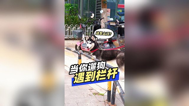 当你遛狗遇到栏杆，这时候你会？