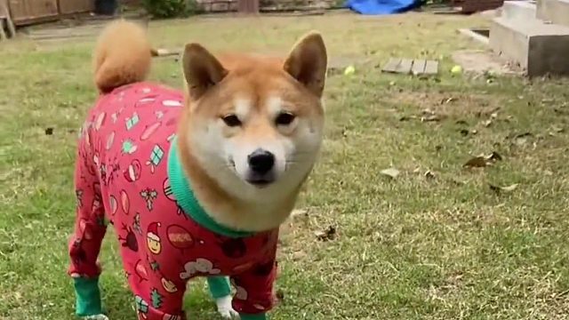 这ai是懂我的哈哈真好