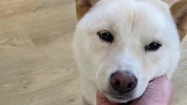 这个人怎么这么多奇奇怪怪的玩具