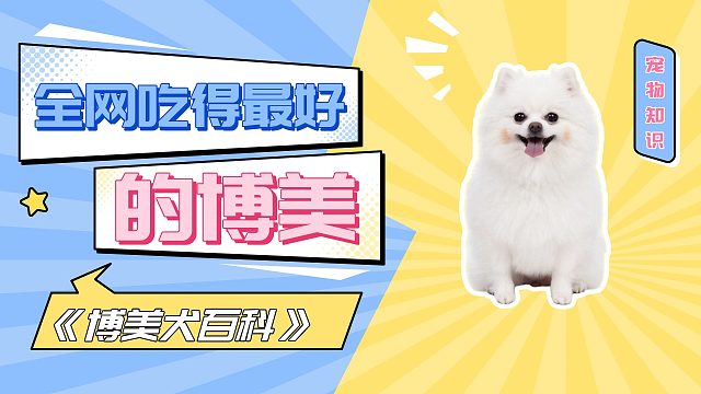 全网吃得最好的博美，每天不重样！