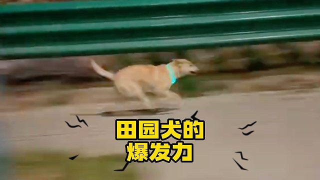 原来小时候追着我咬的狗子，只是逗我玩的！