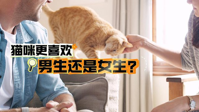 猫咪喜欢男生还是女生？似乎是个无解的问题