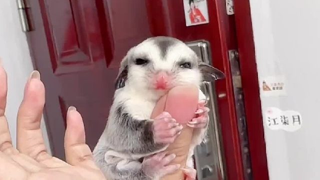 盘蜜才是我的归宿