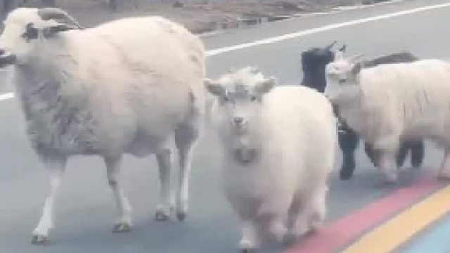 在茫茫羊群中…………