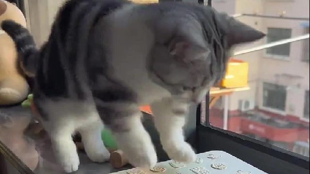 小松鼠偷吃零食就很离谱～