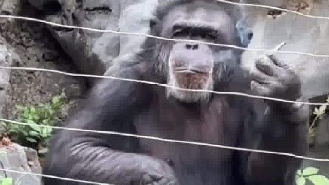动物园网红“丢那猩”，“上班”时抽烟