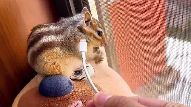 小松鼠真聪明！超级小侦探