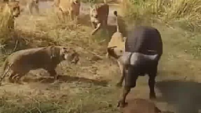 牛:顶死也不给你吃 狮子:吃饭的时候别打孩子