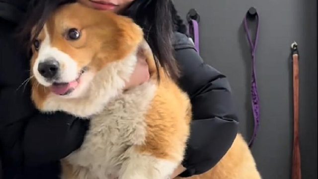 摁个猪,傻狗的日常