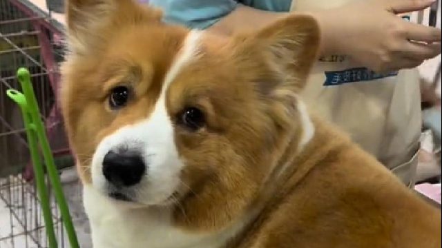 疯狂星期四在肯德基花了 9.9 买了两只鸡腿