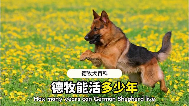 德牧的生命有限，请你好好珍惜它！