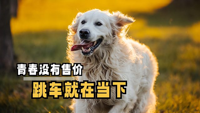 金毛：oi紫啧~人家来啦