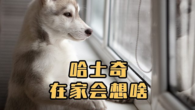 哈士奇单独在家的时候，它都会想什么？