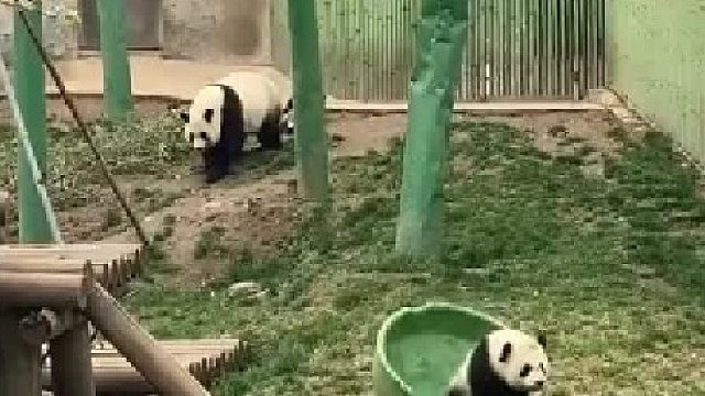 这也太可爱了叭