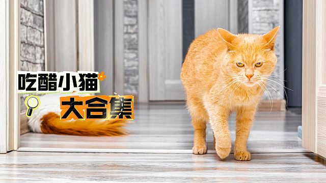 吃醋小猫大合集，你还敢雨露均沾吗？