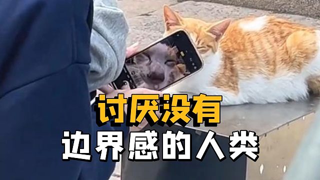 猫猫的心思全写在脸上了