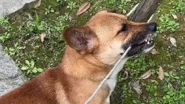 狗:你不犟？你不犟？你转过来我不就没事了？