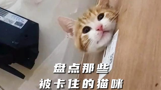 盘点那些被卡住的猫咪，真的要笑死人了