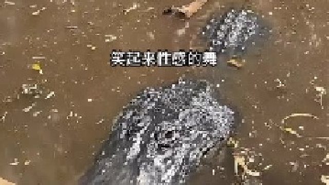 女子在鳄鱼面前跳舞