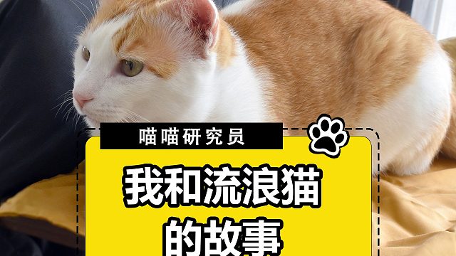 我和流浪猫的故事!