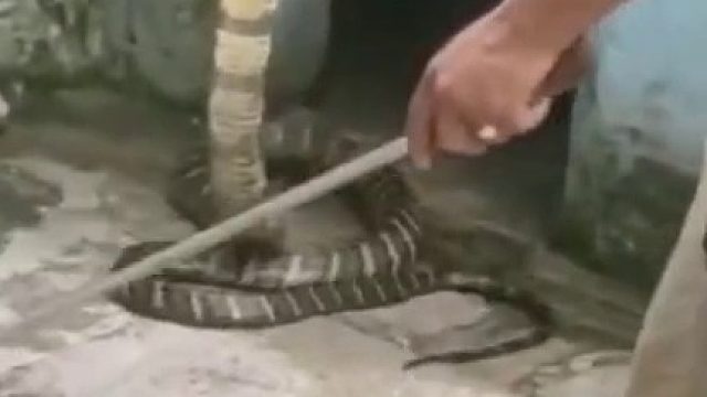 蛇：不敢开枪瞎举什么