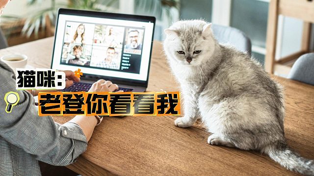 猫咪：老登你看看我，不信你会两眼空空