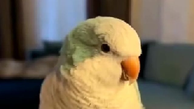 鼓励式教育的天花板! 女子养鹦鹉 这样教“大鹏展翅? 在一声声真棒中迷失自我