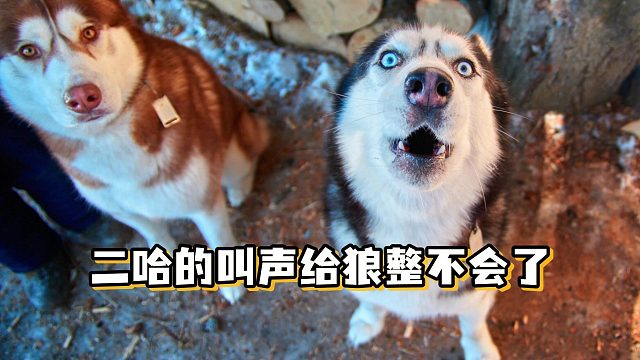 两只狼中混进一只哈士奇，结果被它带偏了
