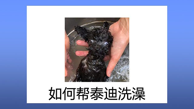 想自己给泰迪洗澡，记住这几点