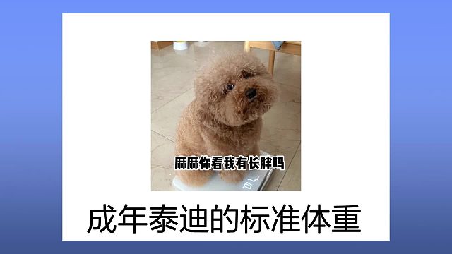 成年泰迪的标准体重是多少？你家狗超标了吗