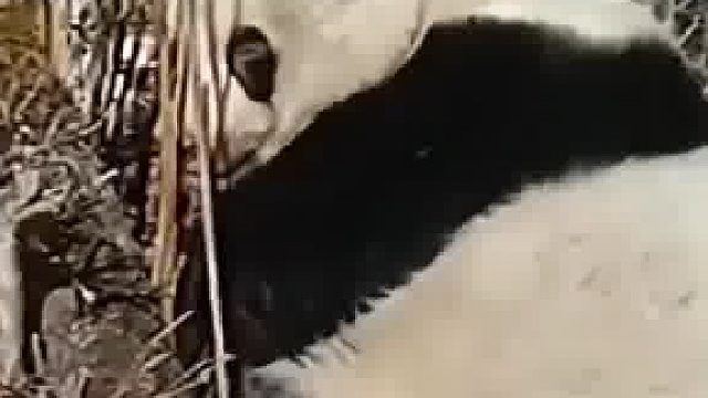男子路边偶遇野生大熊猫 近距离拍摄还问其“冷不冷” 天熊猫:讨厌没有边界感的人类