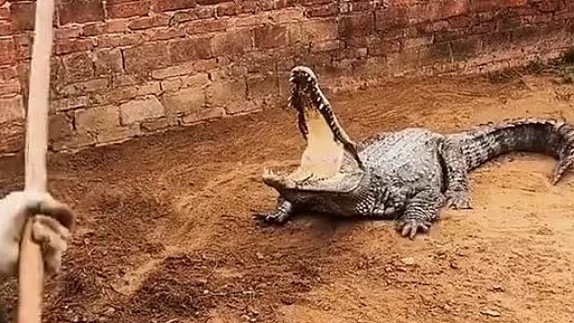 倔的跟那鳄鱼似滴