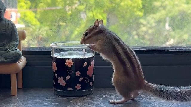 小松鼠真的喜欢吃椰子 哈哈哈