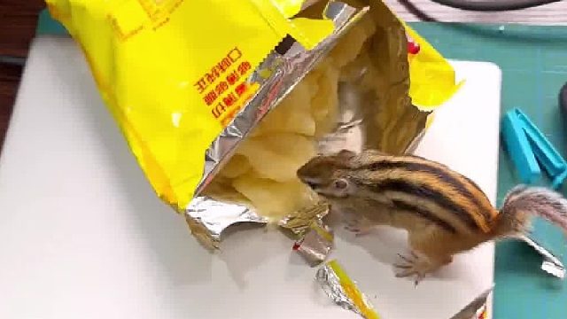 原来阿发是个监控！什么都逃不过他