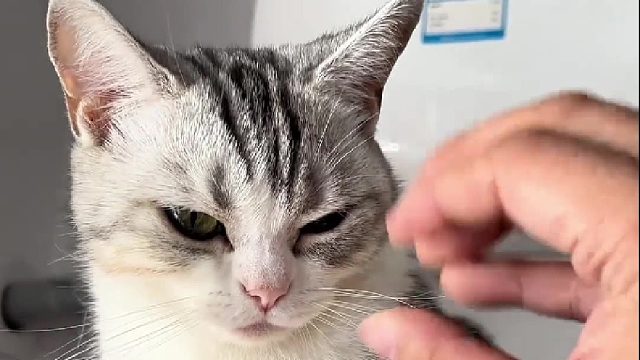 终于找到让猫咪打哈欠的方法了