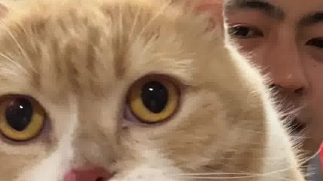 猫：对不住了 我还会有新爹的 再见